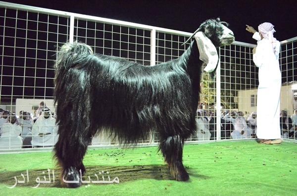 فعاليات مزاد البركاتي في يوم الجمعه الموافق 16 / 3 / 1435 هـ